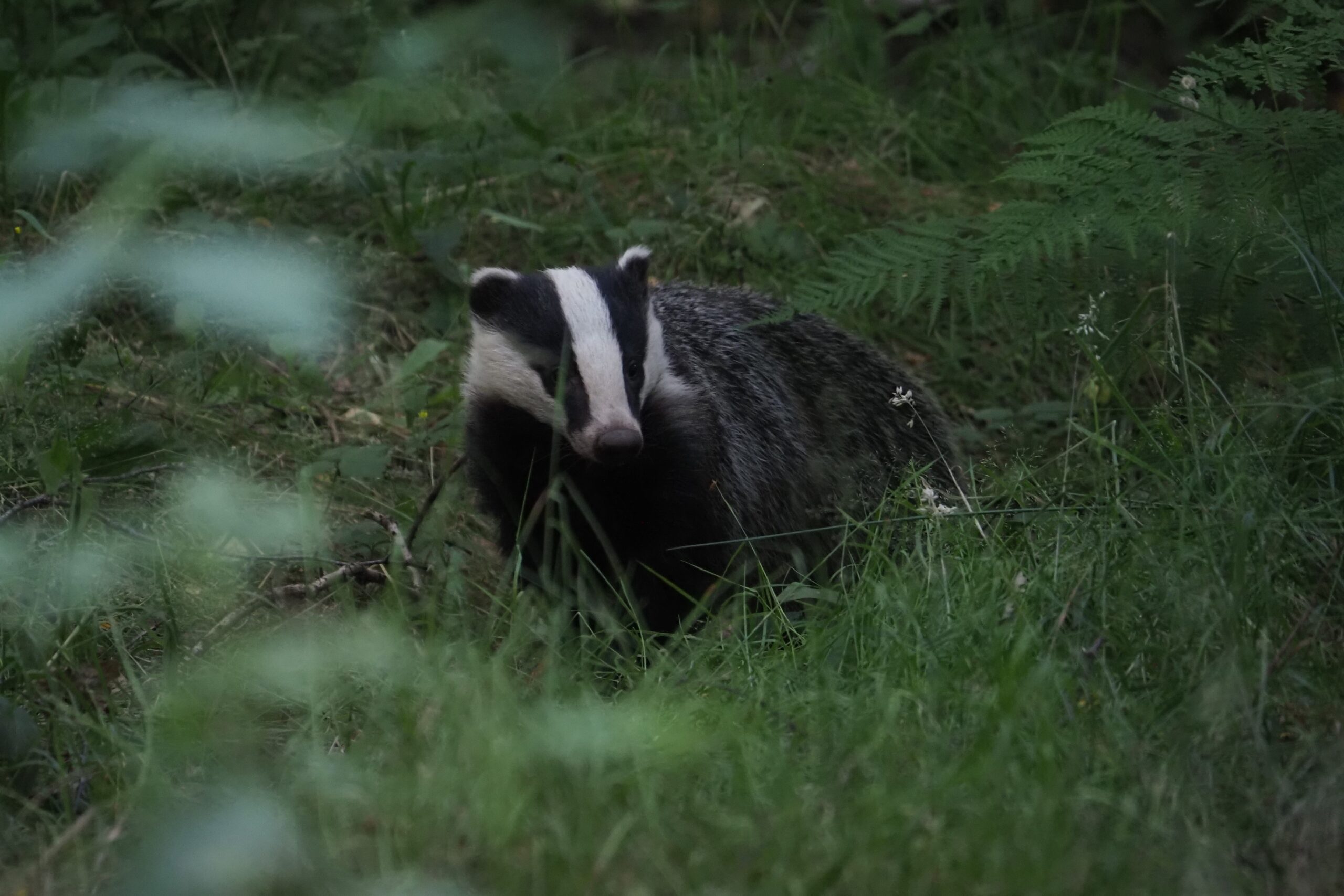 The Curious Case of Badger Behaviour