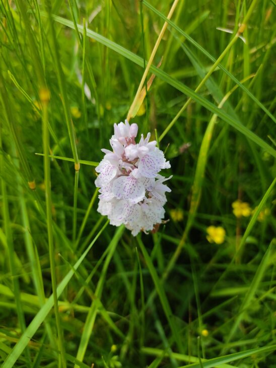 Heath Spotted Orchid in grass