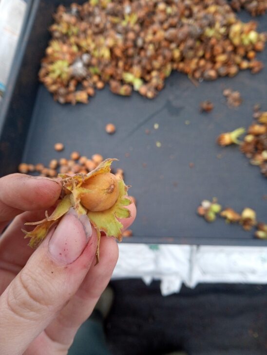 Hazel nut being held in someone's hand