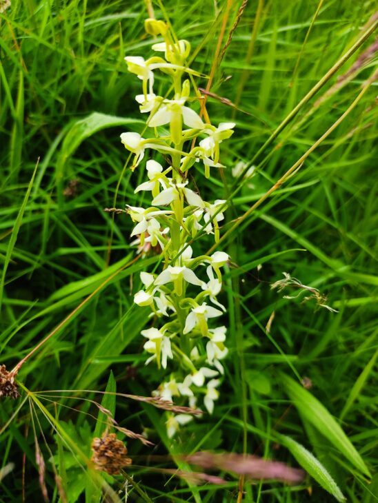 Lesser Butterfly Orchid in grass
