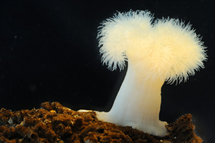 Plumrose anemone