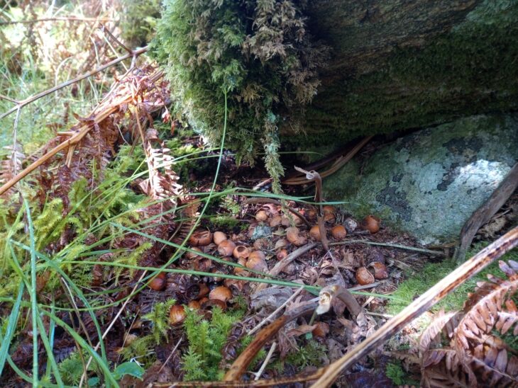 A sheltered spot where a small rodent has eaten its fill of hazels