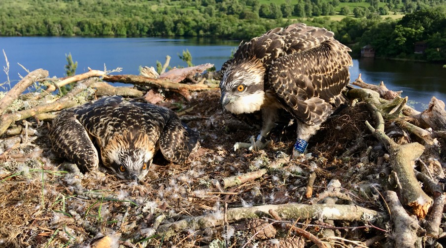 The Ospreys Of Loch Of The Lowes Scottish Wildlife Trust