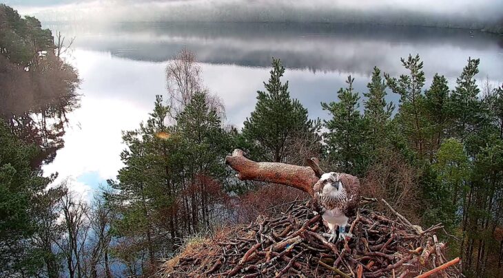 Osprey on a nest