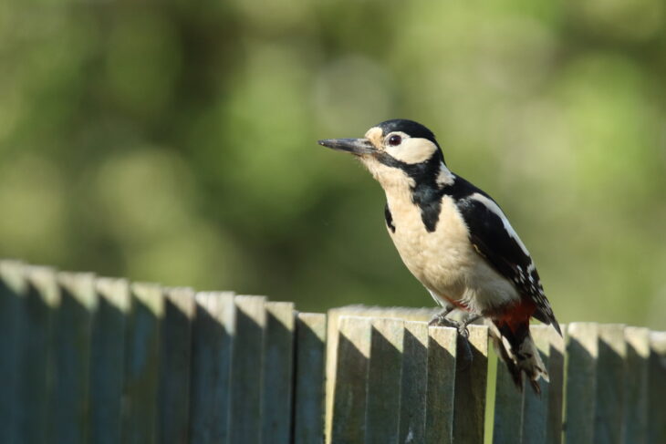 Great Spotted Woodpecker 