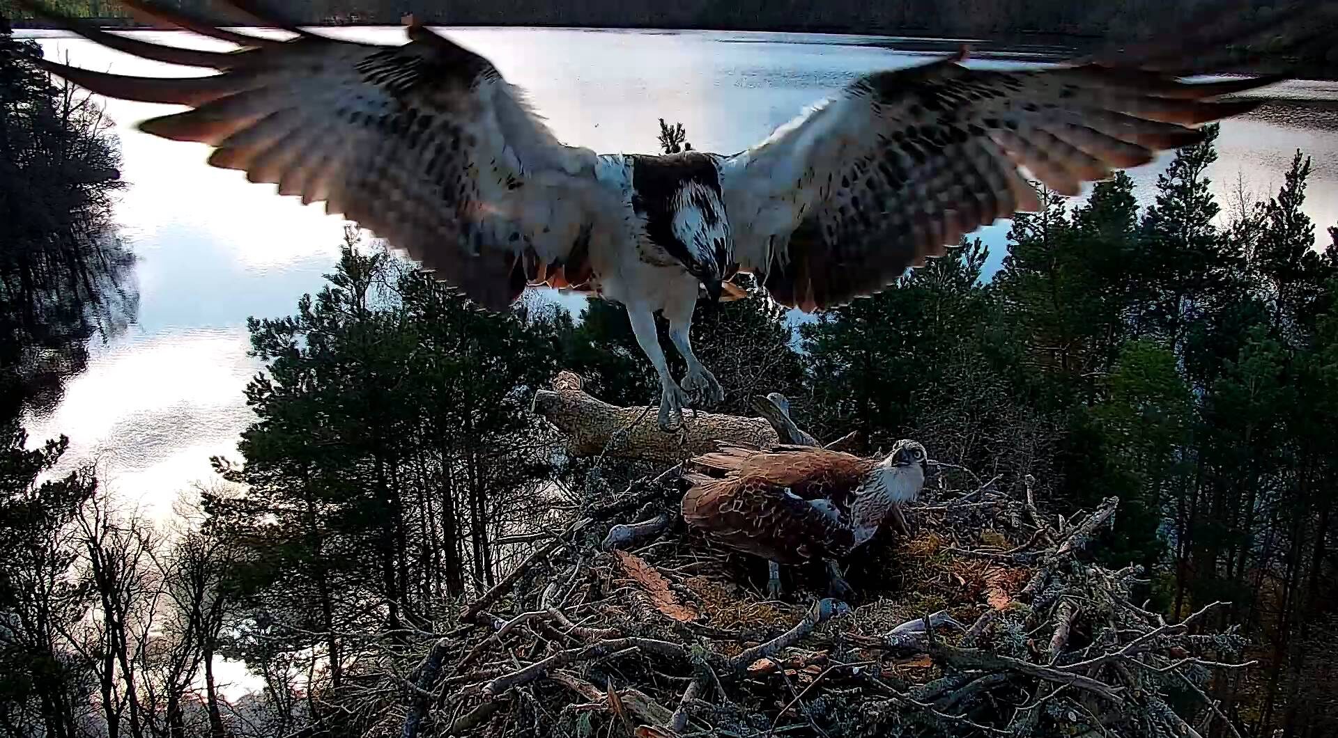 Osprey landing on nest occupied by another osprey
