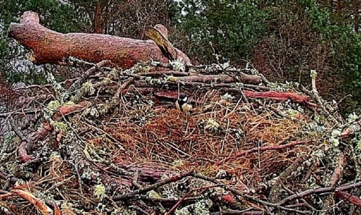 Great tit on osprey nest