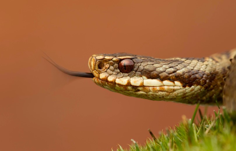 Glen Esk walk with Trevor Rose: looking out for reptiles | Scottish ...