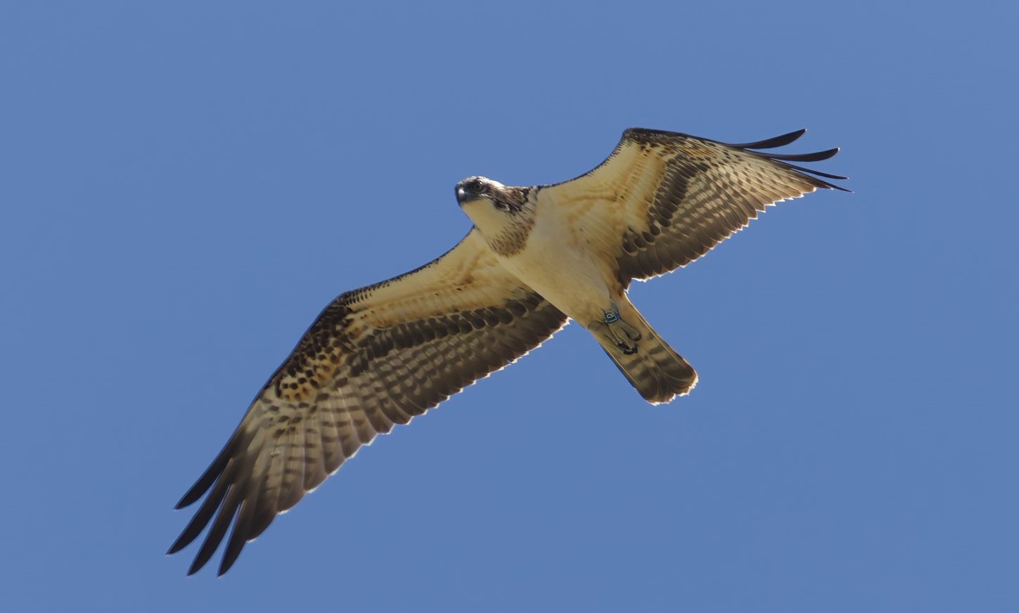 Osprey Shortened Migration