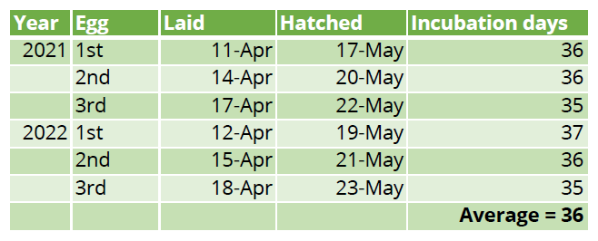 At table showing the NC0's dates for egg laying and hatching for 2021 and 2022. Subsequent incubation duration is given for each egg and an overall incubation average for NC0.