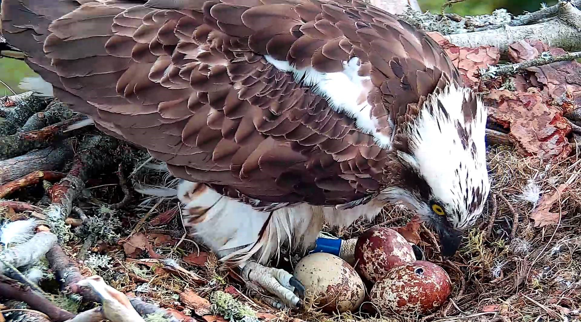 NC0 stands over her three eggs with a small hole visible in one. 