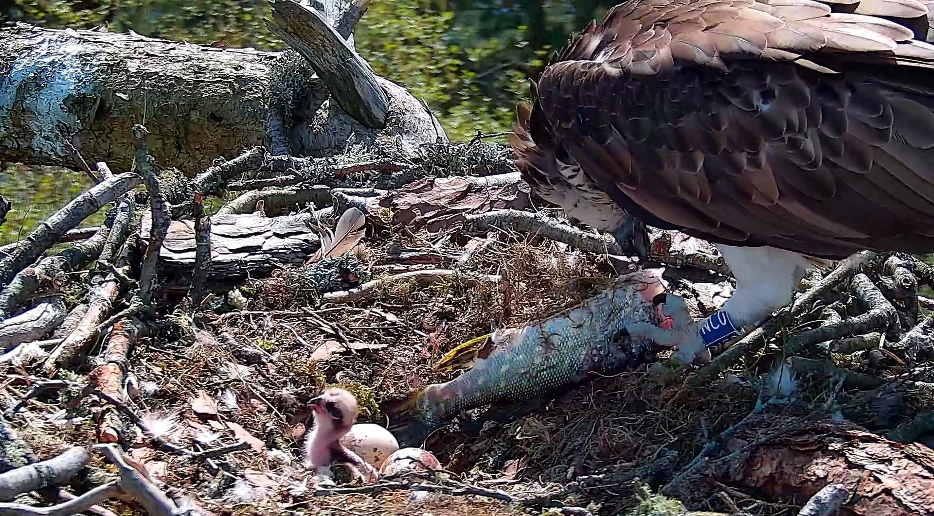 A young male 'Jack' pike being eaten by an osprey on its nest.