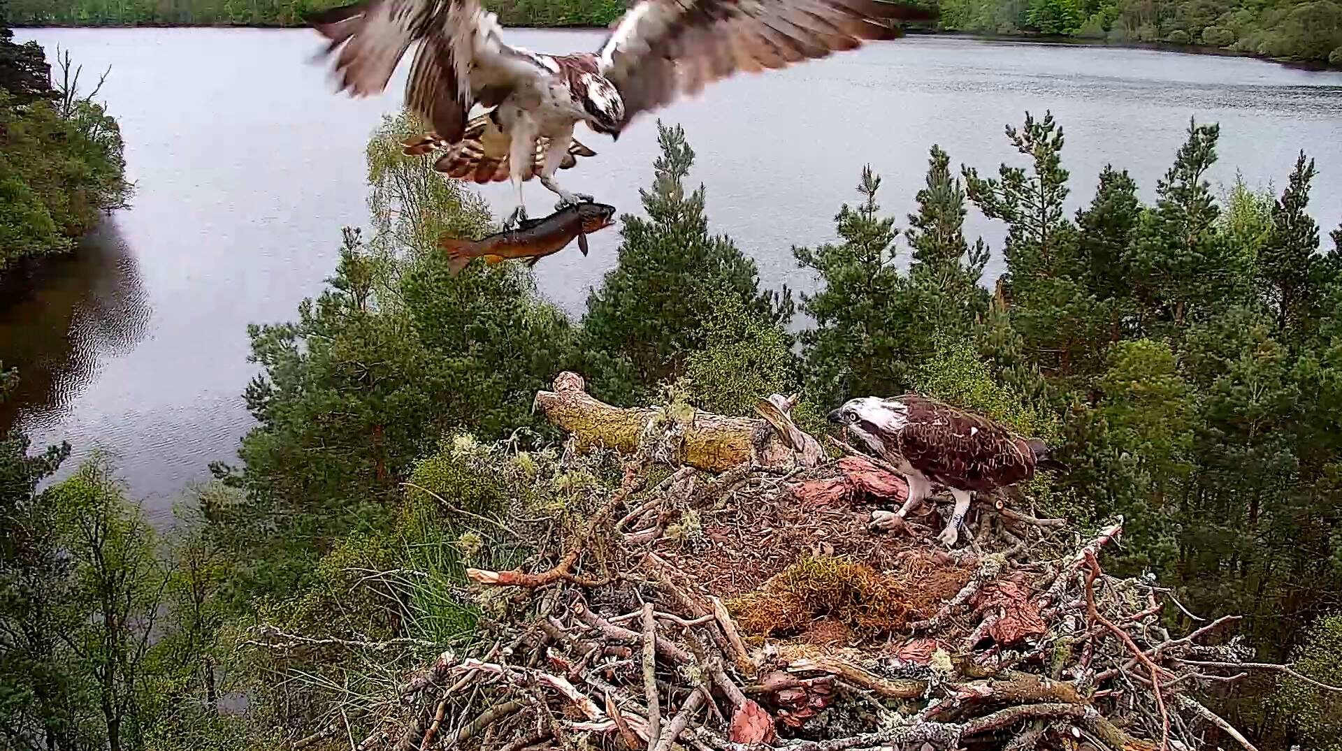 An osprey prepares to land on its nest with a fish in its talons