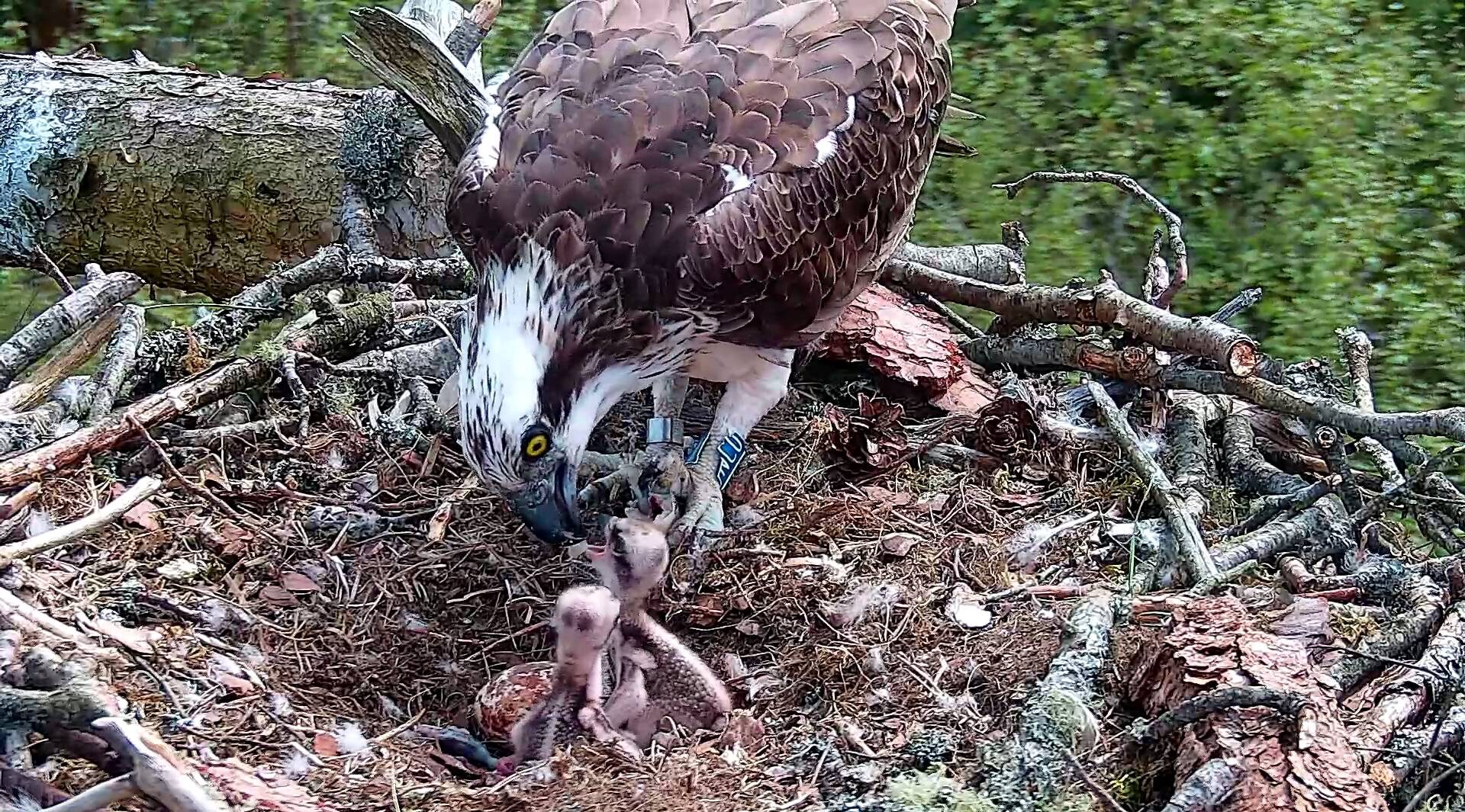 A female osprey feeds fish to her two chicks.