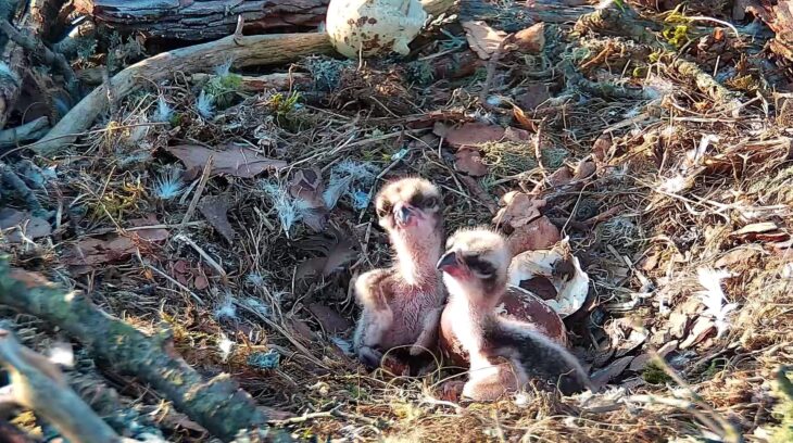 Two osprey chicks in the morning sunshine