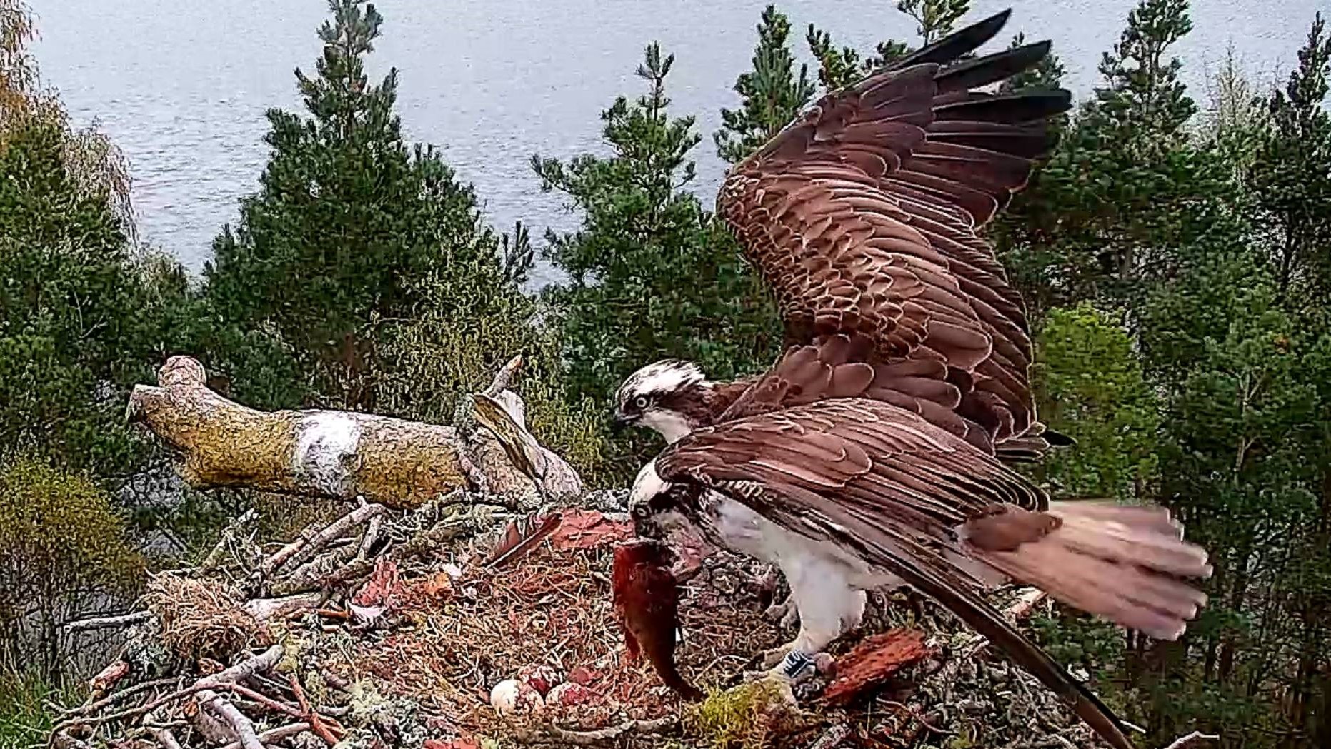 NC0 holds a perch in her beak just after LM12 delivers it to the nest.