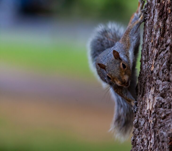 Grey squirrel no a tree trunk