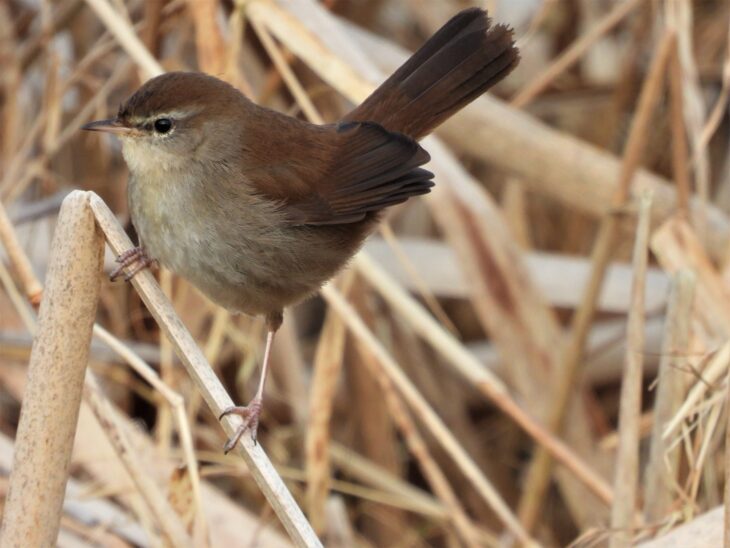 Cetti's Warbler