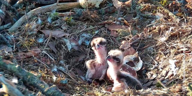 Two newly born osprey chicks on the Loch of the Lowes nest 16 May 2023. 