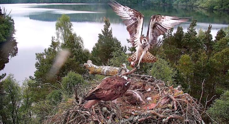 Male osprey LM12 delivers a large brown trout to the nest while female NC0 look on.