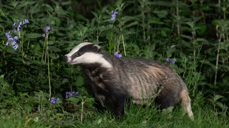 All ‘sett’ for national badger survey | Scottish Wildlife Trust