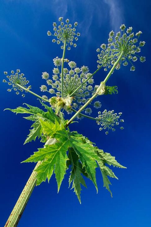 Giant hogweed in flower