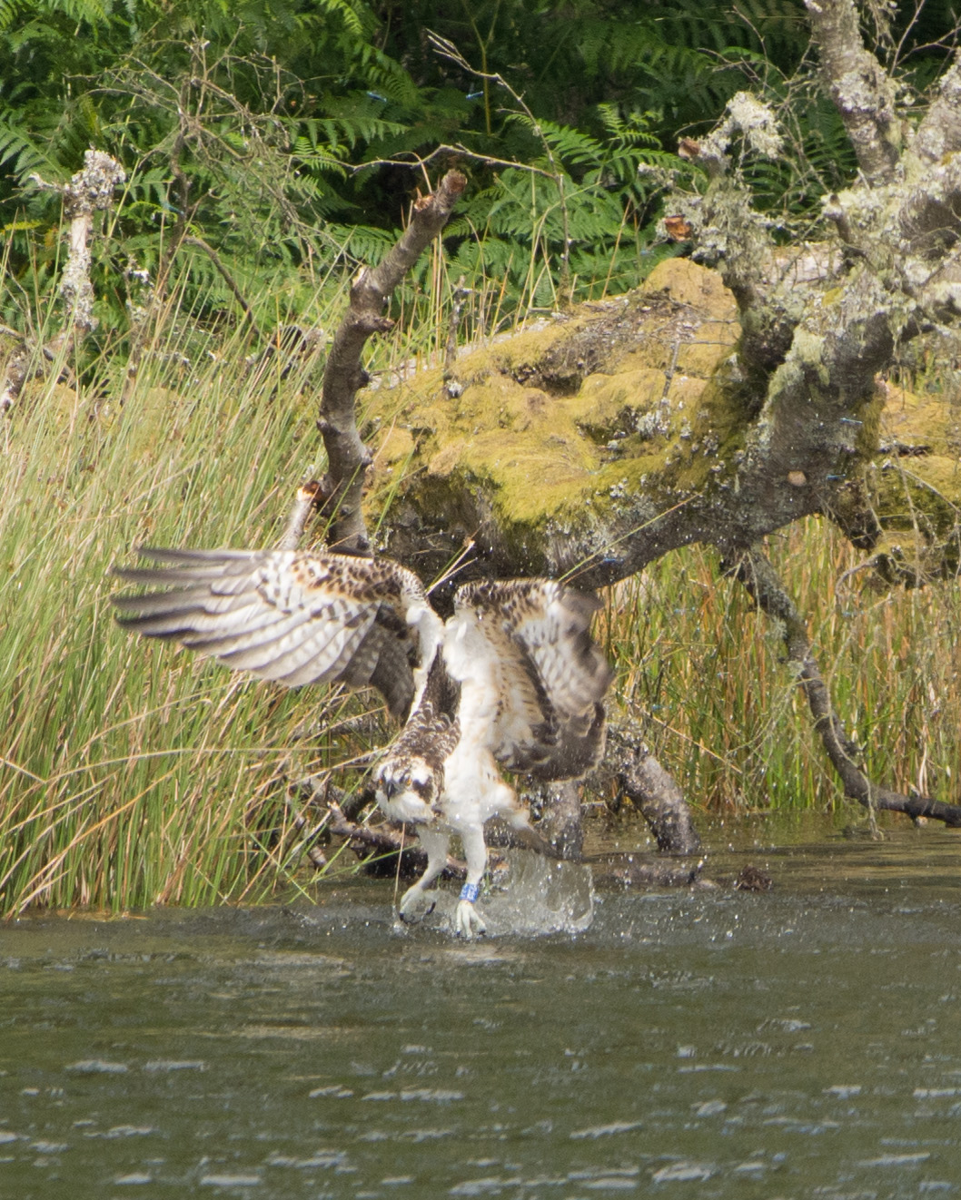 Osprey Diary at Loch of the Lowes – Weeks 17 & 18