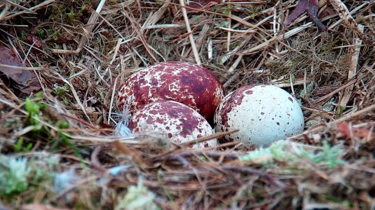 Three eggs were laid by female NC0 ©Scottish Wildlife Trust