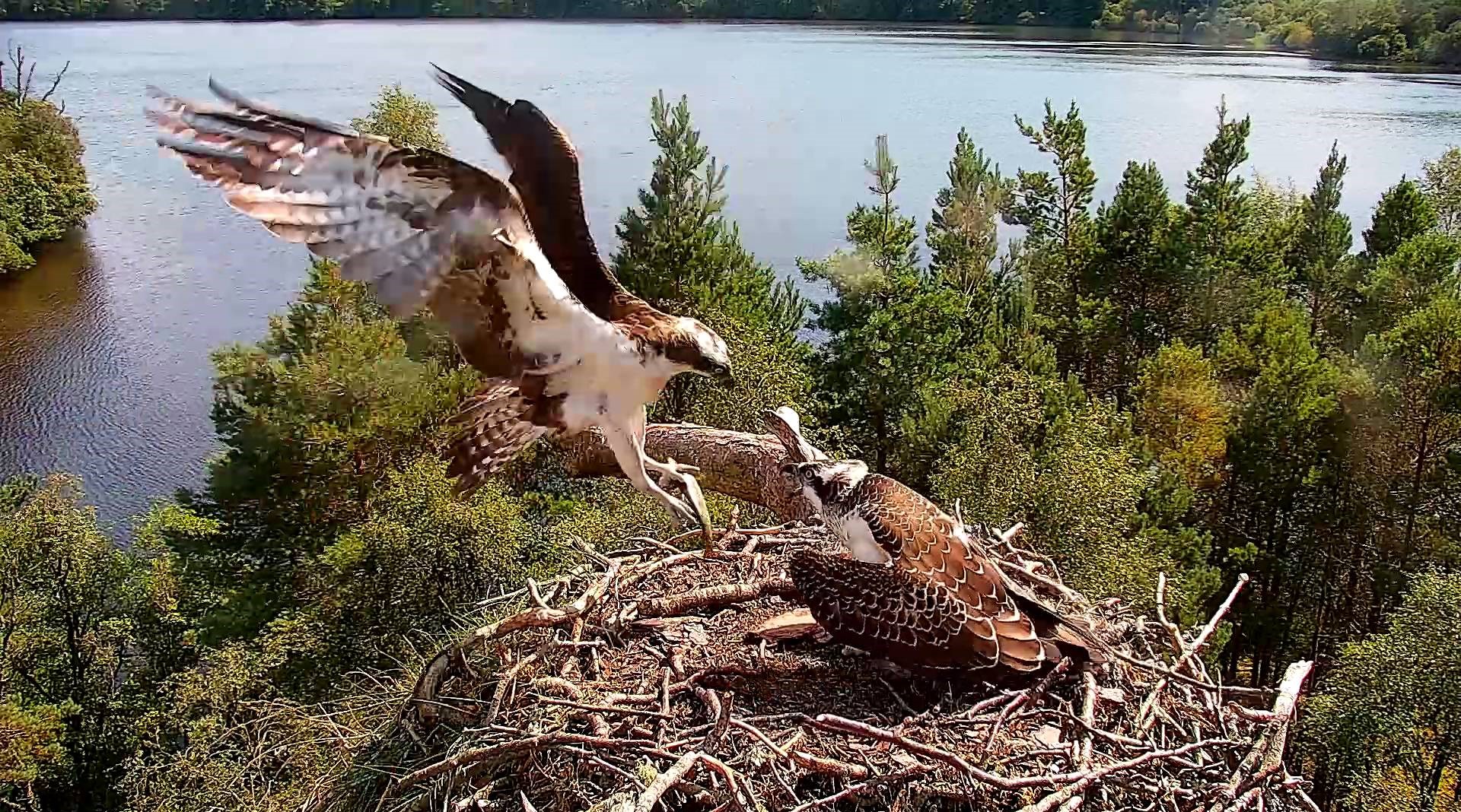 Osprey Diary at Loch of the Lowes – Weeks 19 & 20