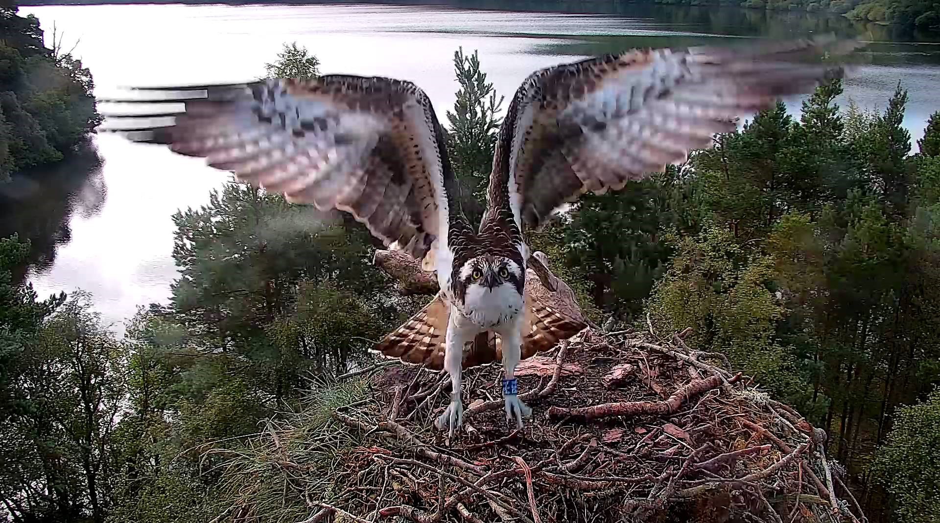 Osprey Diary at Loch of the Lowes – So Long and Fly High