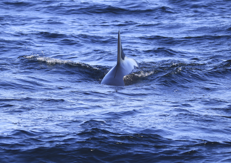 Exploring cetaceans in the North East: a talk | Scottish Wildlife Trust