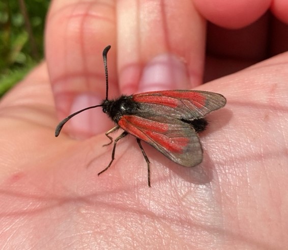 Transparent burnet moth © Marco Dobson 