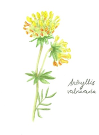 © Maya Saunders Kidney Vetch (Anthyllis vulneraria)