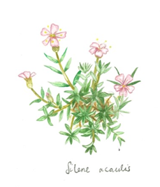 © Maya Saunders Moss Campion (Silene acaulis)