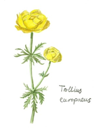 © Maya Saunders Globe Flower (Trollius europaeus)