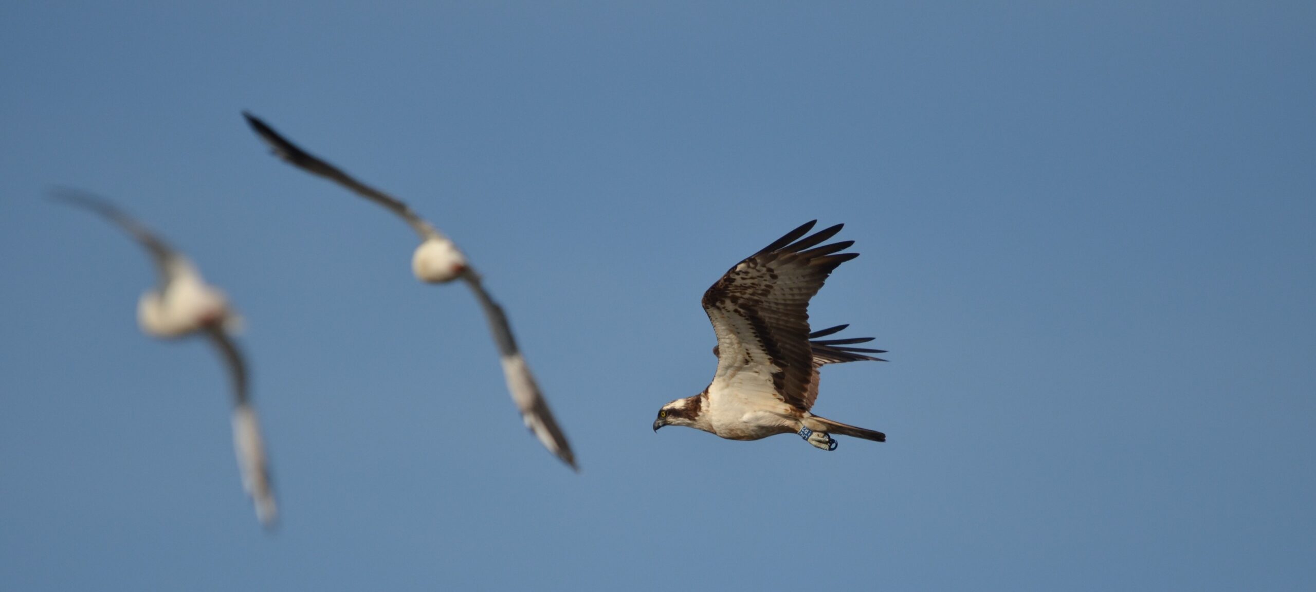 Osprey Shortened Migration