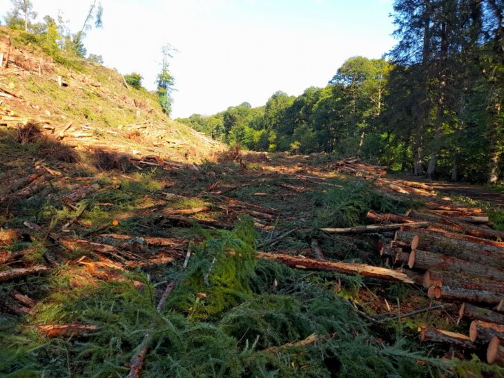 Ayr Gorge Woodland felled larch ©Gill Smart, Scottish Wildlife Trust