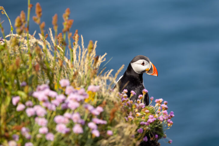 Puffin on Handa Island