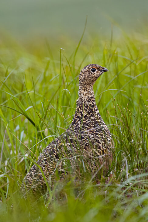 Red grouse on Handa Island