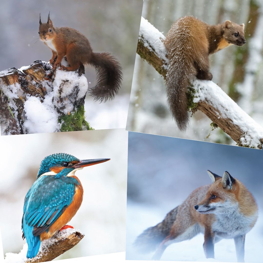 wildlife christmas cards