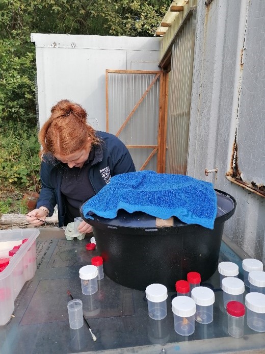 Volunteer Hannah Kerr catching moths from Robinson Trap