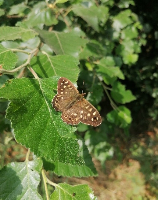 Speckled wood basks in sun at Jupiter Urban Wildlife Centre