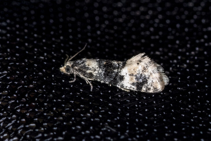 Thyraylia nana at Bankhead Moss © Steve Buckland