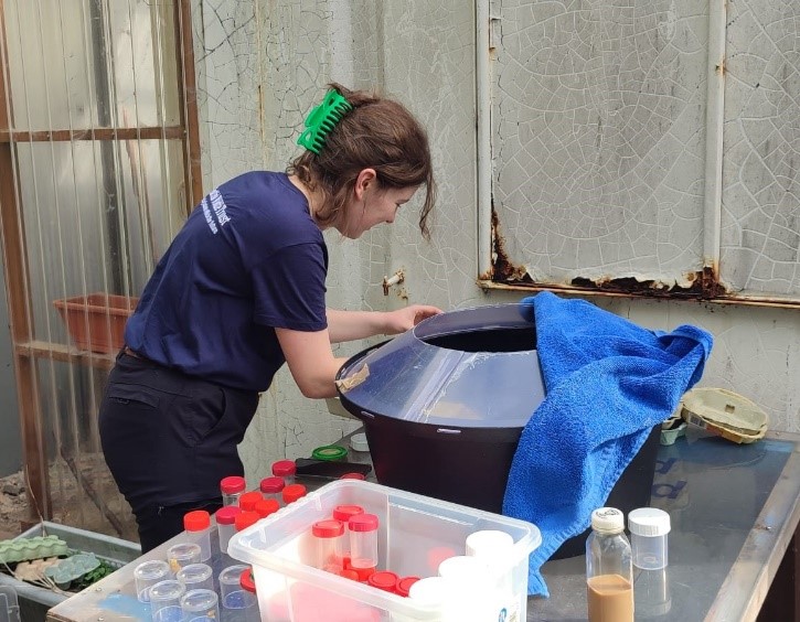 Seasonal Ranger Laura McRedmond catching moths from Robinson Trap