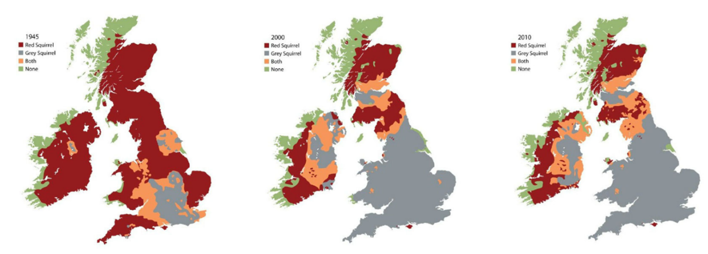 Why save the red squirrel? | Scottish Wildlife Trust