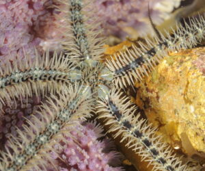 Close up of a common brittlestar