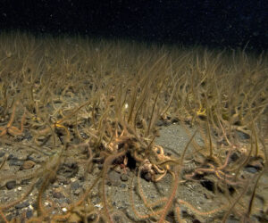 Common brittlestar bed