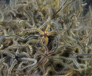 Common brittlestars