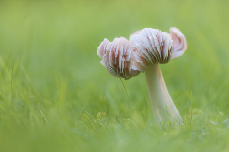 © Pink Waxcap (Hygrocybe calyptriformis) Guy Edwardes/2020Vision 