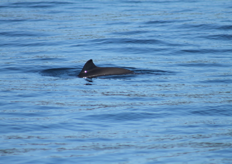 Harbour porpoise | Scottish Wildlife Trust